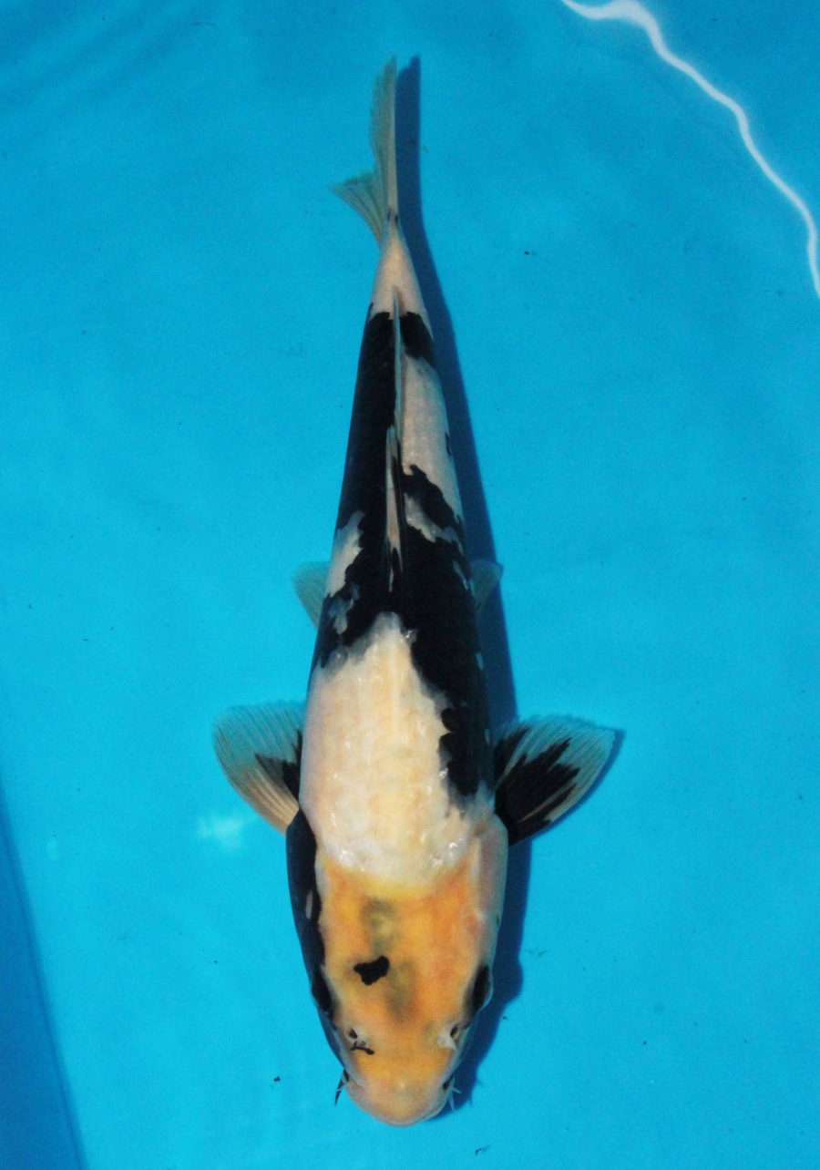 錦鯉　白写り　３２センチ 錦鯉 白写り 32センチ